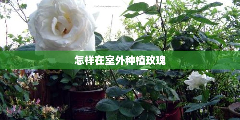 怎样在室外种植玫瑰