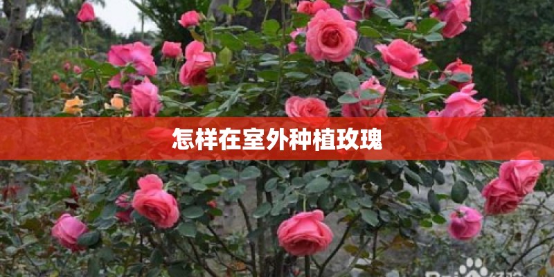 怎样在室外种植玫瑰