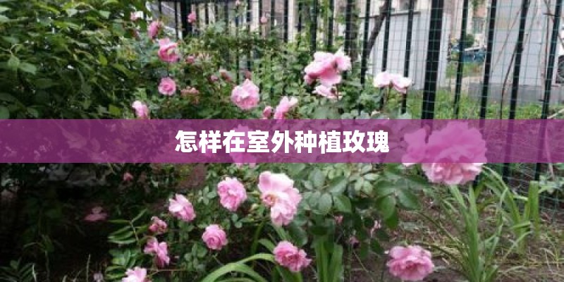 怎样在室外种植玫瑰