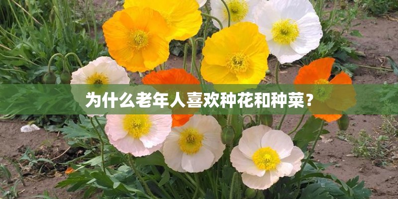 为什么老年人喜欢种花和种菜？