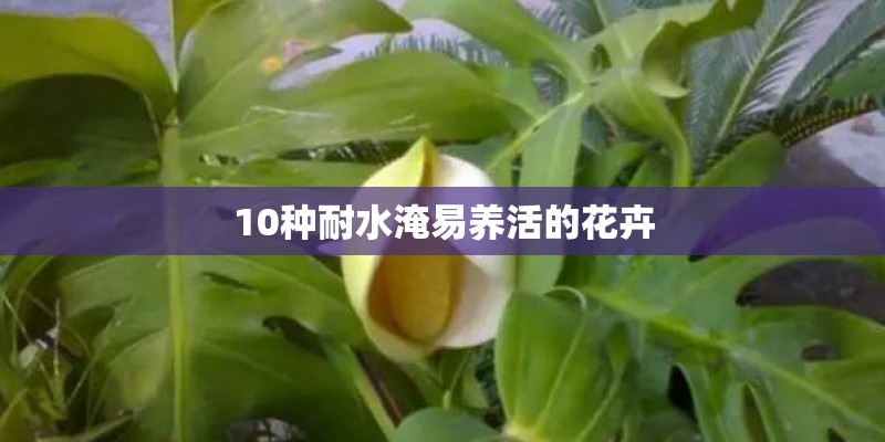 美国丰田塞纳售价多少美元