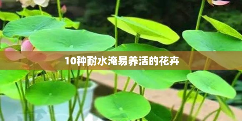 10种耐水淹易养活的花卉