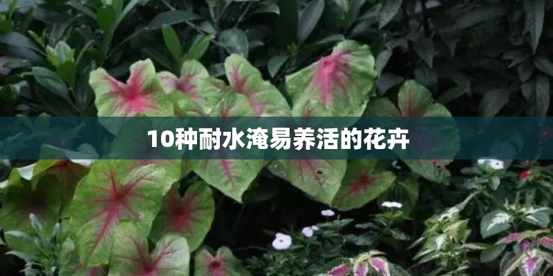 10种耐水淹易养活的花卉
