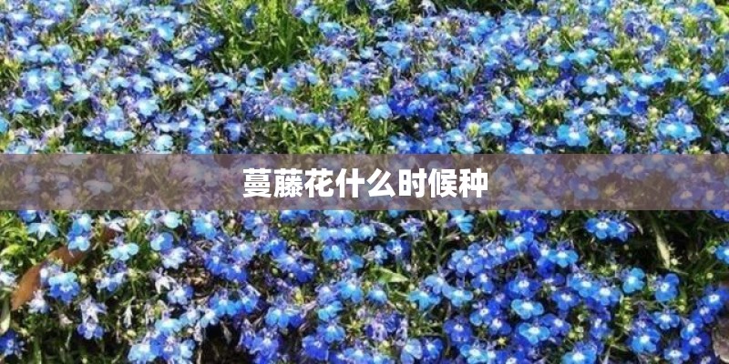 为什么老年人喜欢种花和种菜？