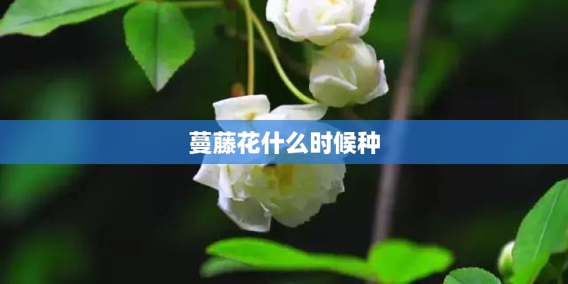 蔓藤花什么时候种