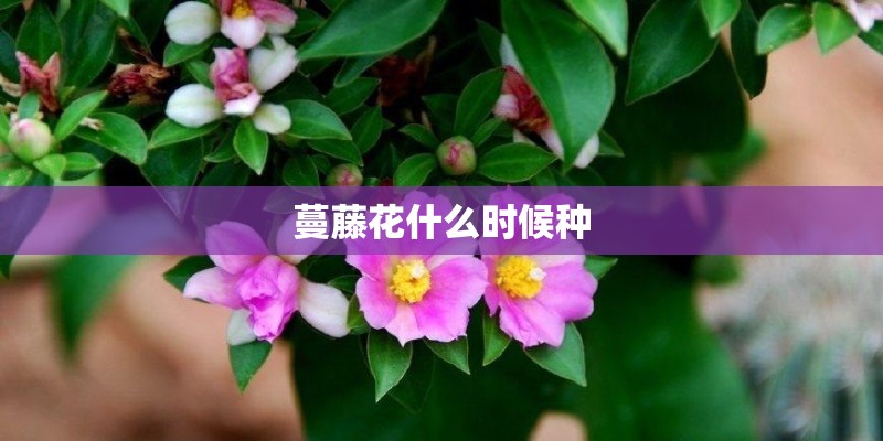 蔓藤花什么时候种
