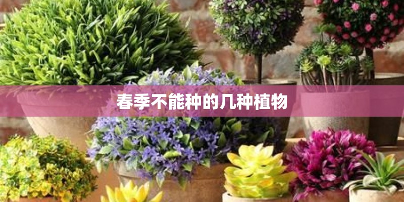 春季不能种的几种植物