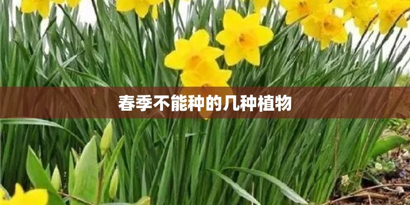 春季不能种的几种植物