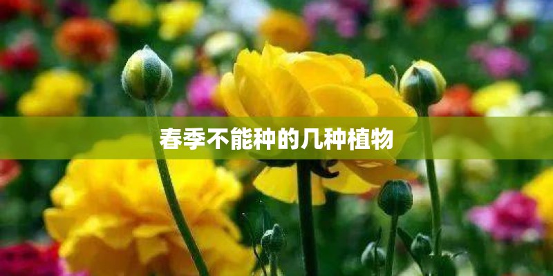 春季不能种的几种植物