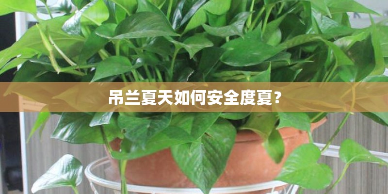 春季不能种的几种植物