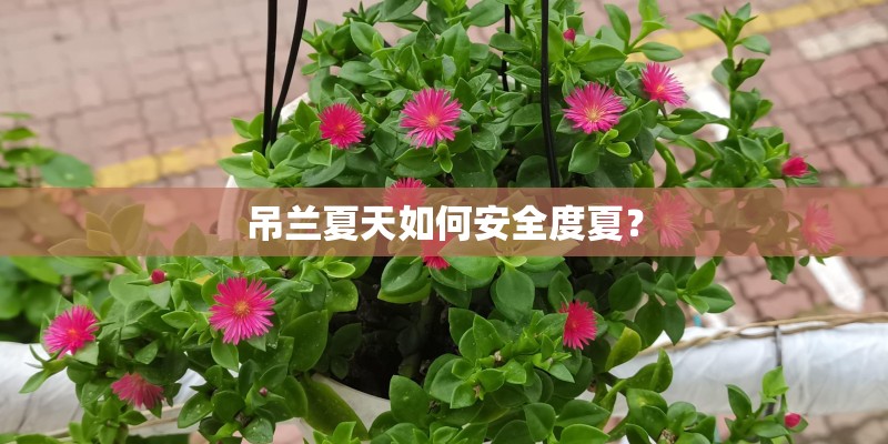 吊兰夏天如何安全度夏? 吊兰夏天如何安全度夏?