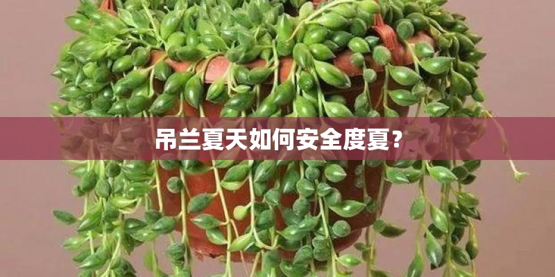 吊兰夏天如何安全度夏? 吊兰夏天如何安全度夏?