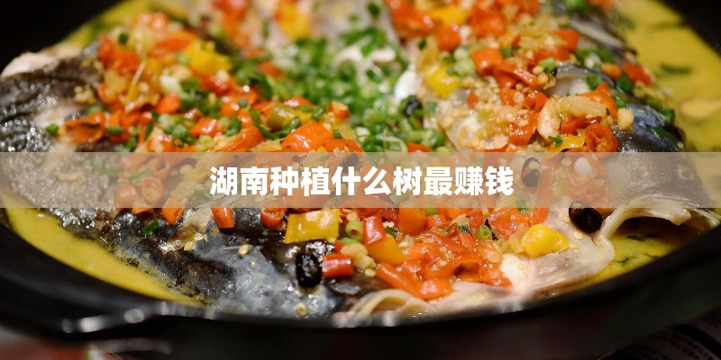 湖南种植什么树最赚钱