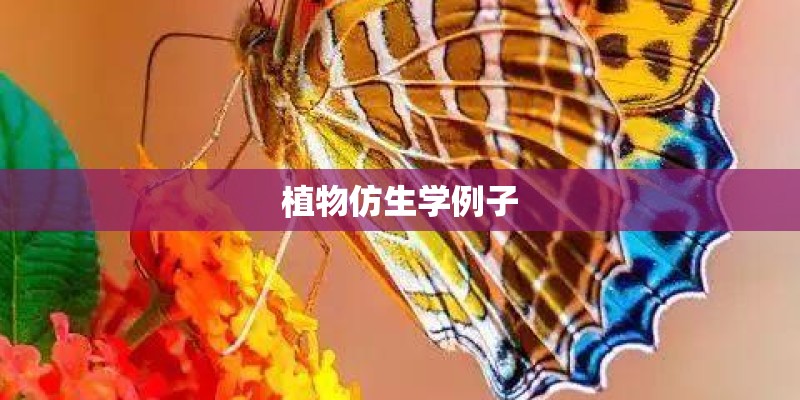 植物仿生学例子