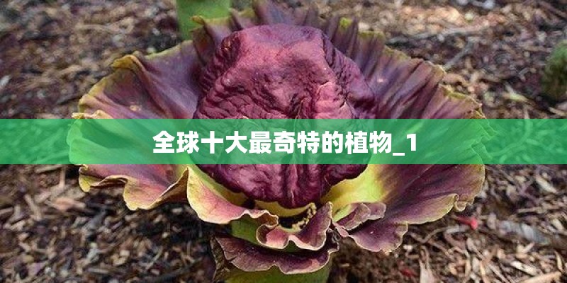 全球十大最奇特的植物_1