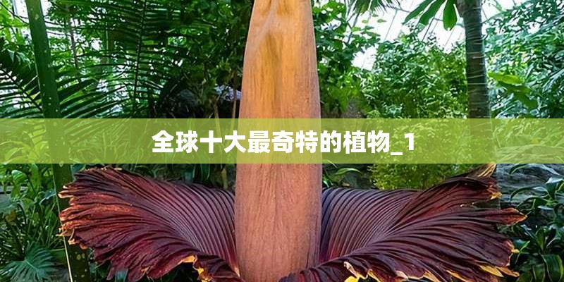 全球十大最奇特的植物_1