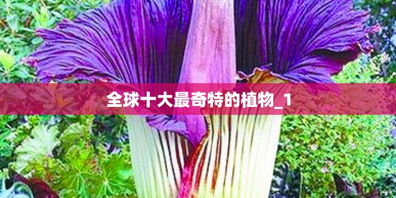 全球十大最奇特的植物_1