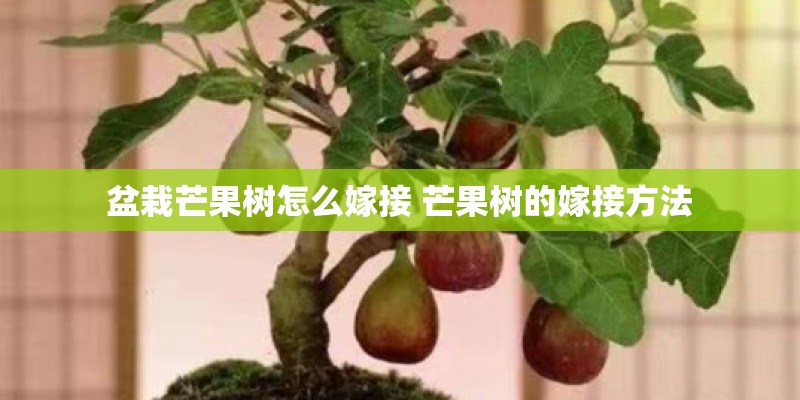 植物仿生学例子