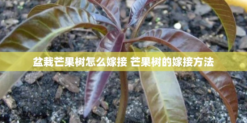 盆栽芒果树怎么嫁接 芒果树的嫁接方法