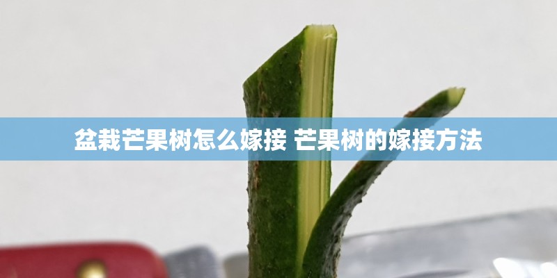 盆栽芒果树怎么嫁接 芒果树的嫁接方法