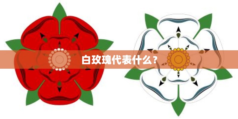 白玫瑰代表什么？