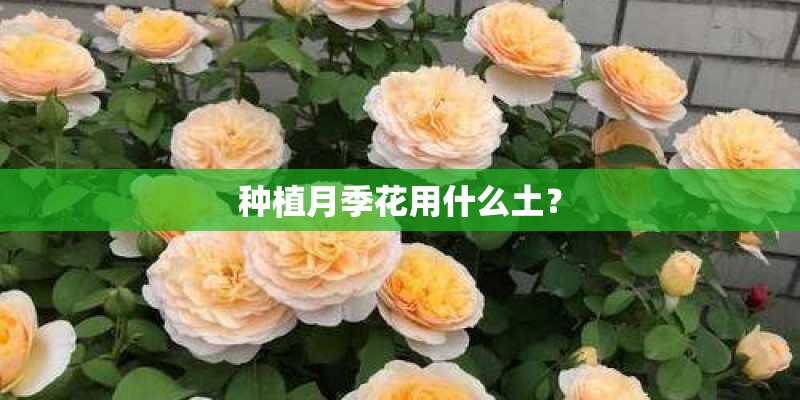 盆栽芒果树怎么嫁接 芒果树的嫁接方法