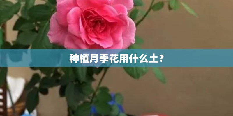 种植月季花用什么土？