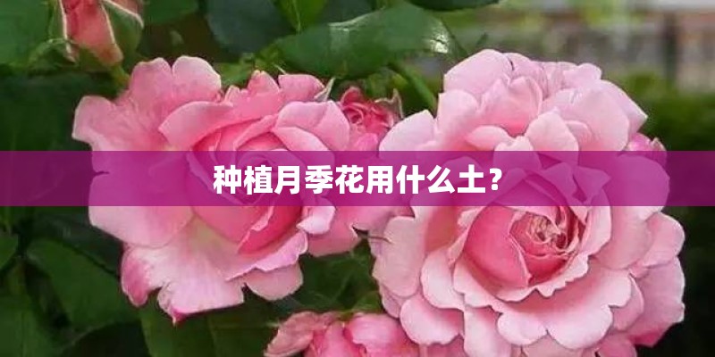 种植月季花用什么土？