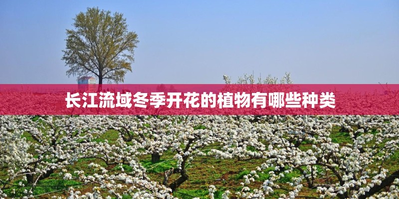 长江流域冬季开花的植物有哪些种类 长江流域冬季开花的植物有哪些种类