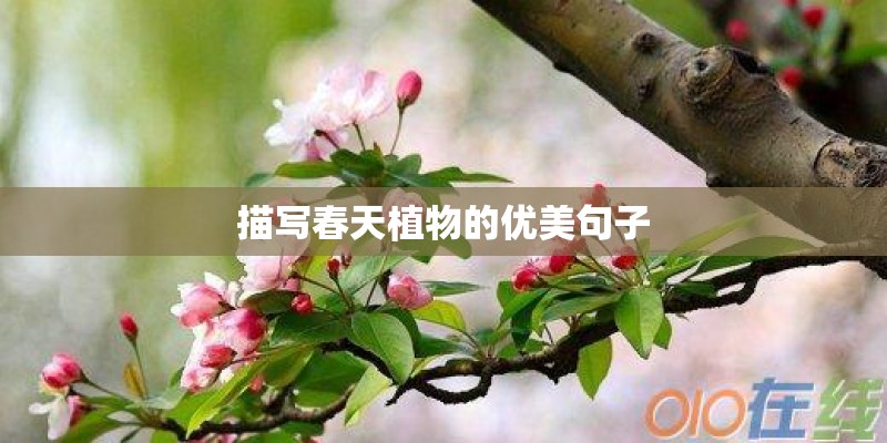 描写春天植物的优美句子