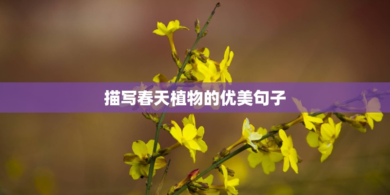 描写春天植物的优美句子