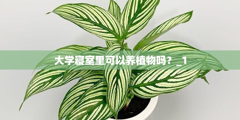 种植月季花用什么土？