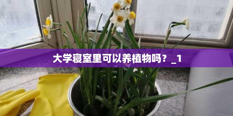 大学寝室里可以养植物吗？_1