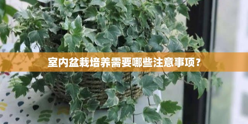 室内盆栽培养需要哪些注意事项？