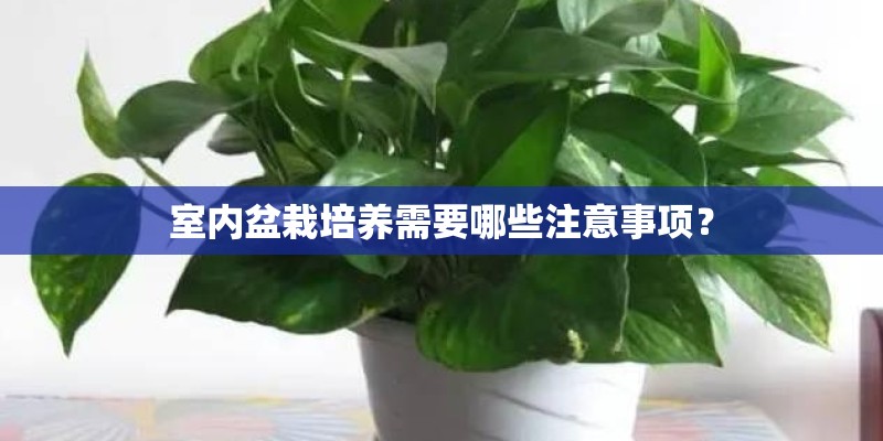 室内盆栽培养需要哪些注意事项？