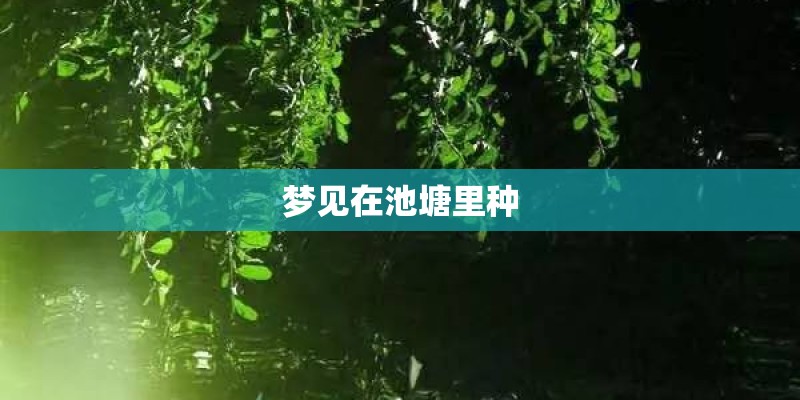 梦见在池塘里种