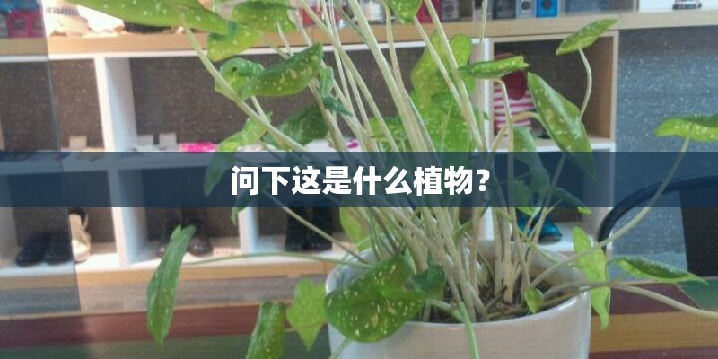 问下这是什么植物？