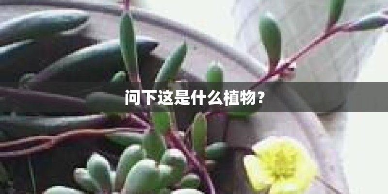 问下这是什么植物？