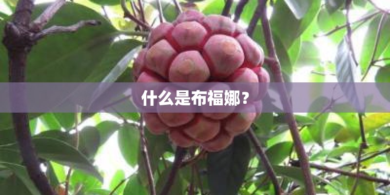 什么是布福娜？