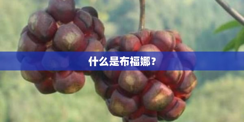 什么是布福娜？