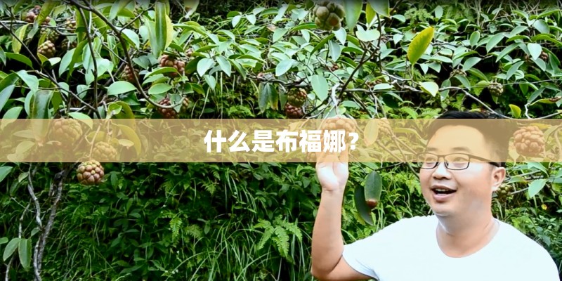 什么是布福娜？