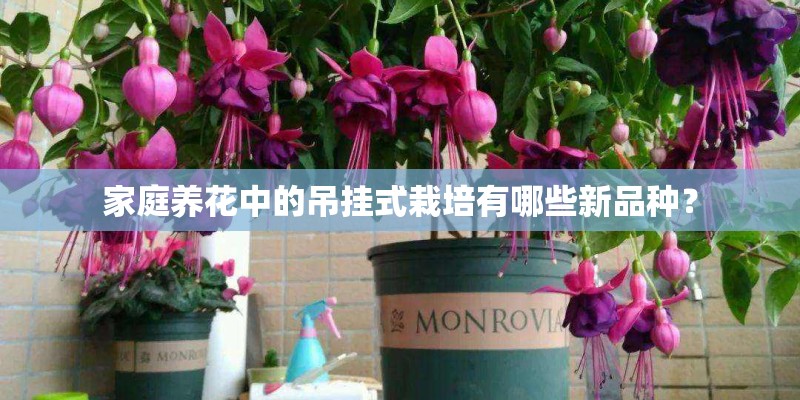 什么是布福娜？