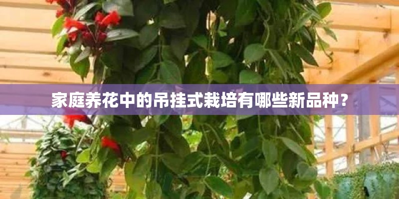 家庭养花中的吊挂式栽培有哪些新品种？