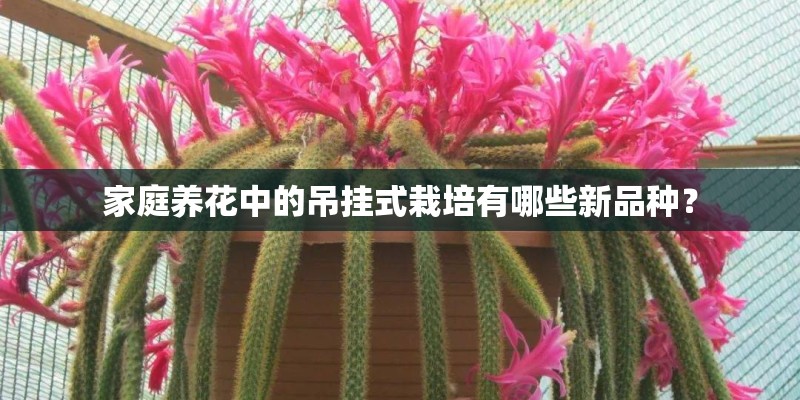 家庭养花中的吊挂式栽培有哪些新品种？