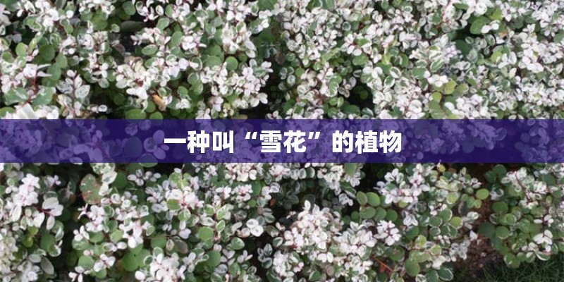 一种叫“雪花”的植物