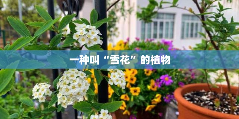 一种叫“雪花”的植物