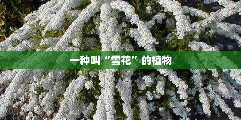 一种叫“雪花”的植物