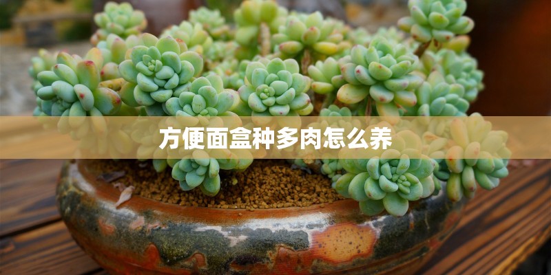 方便面盒种多肉怎么养 方便面盒种多肉怎么养