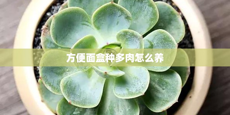 方便面盒种多肉怎么养 方便面盒种多肉怎么养