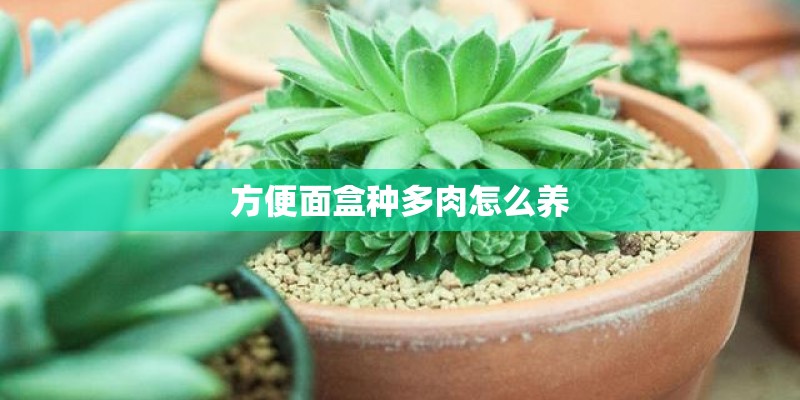 方便面盒种多肉怎么养 方便面盒种多肉怎么养